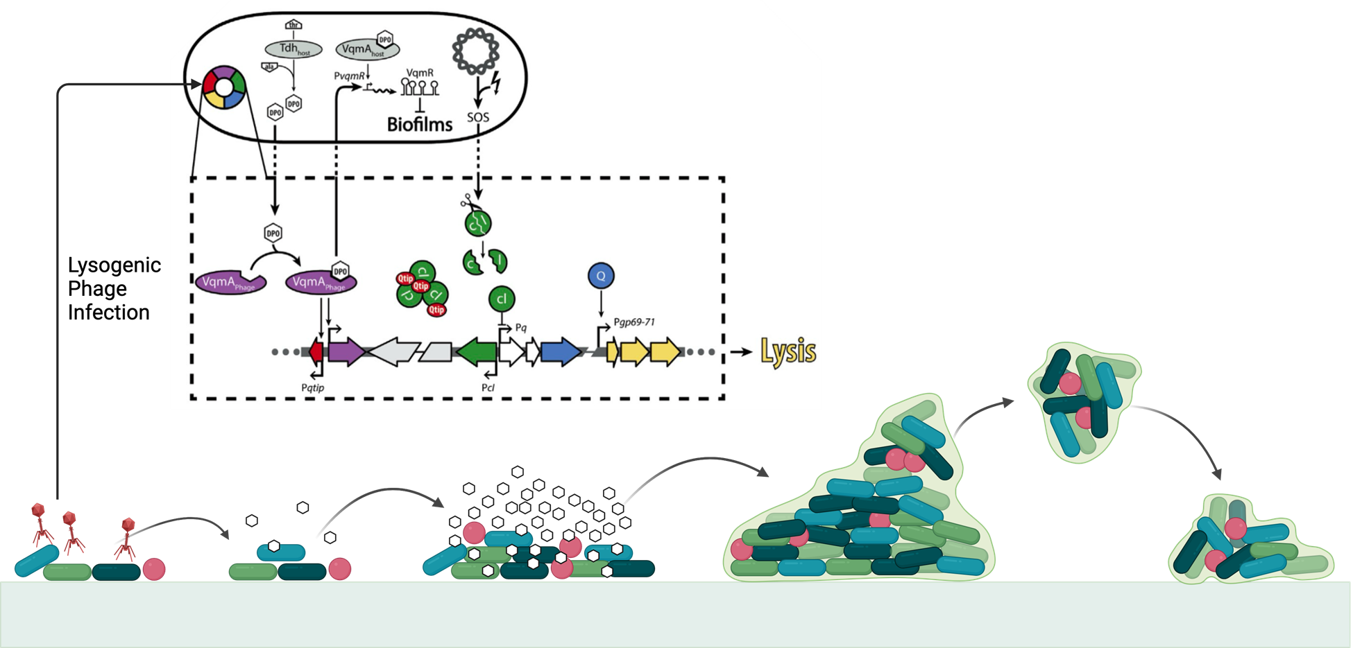 Engineering Phage to Lyse Cells 