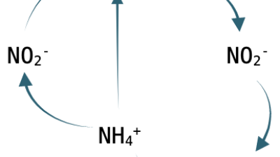 nitrification, dentirifcation, and anammox