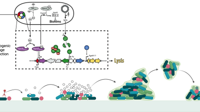 Engineering Phage to Lyse Cells 