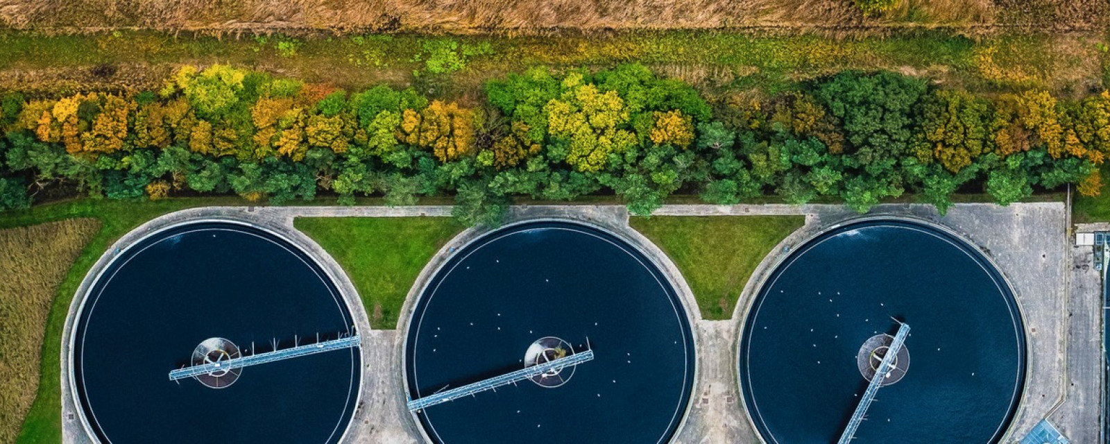 primary clarifiers and trees